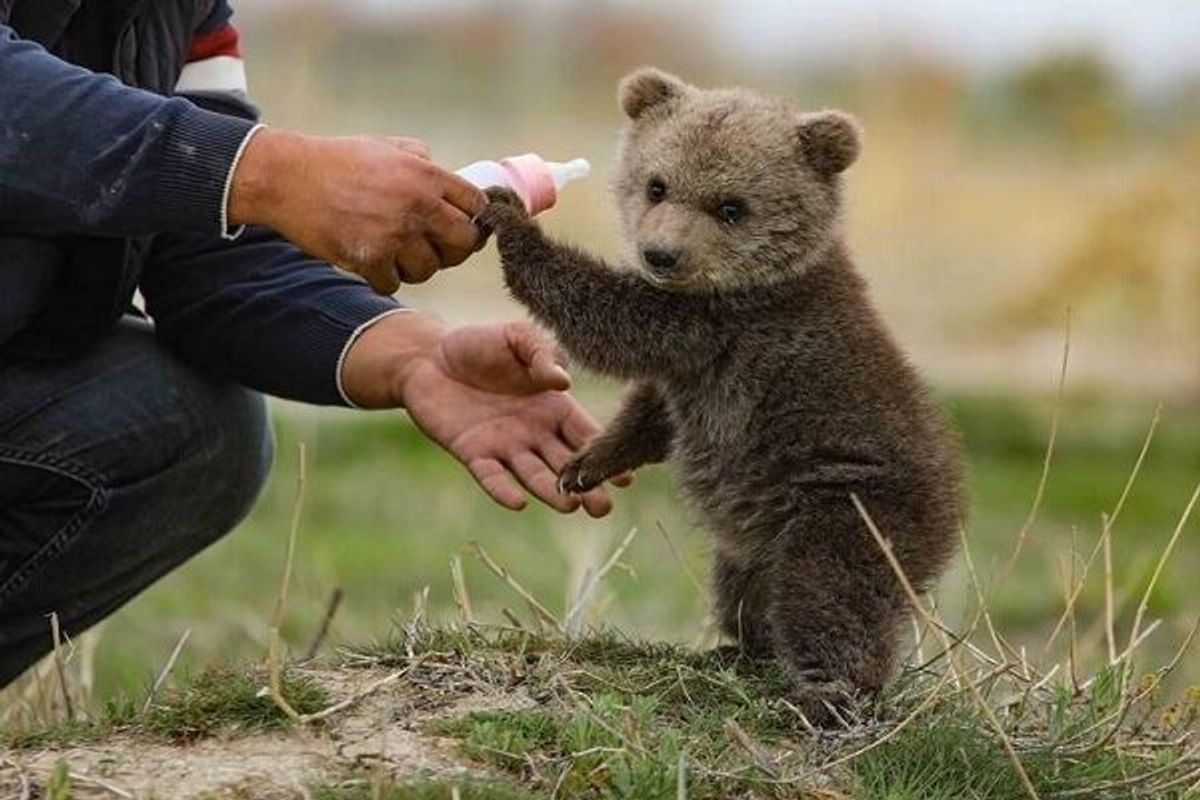 ابهام در سرنوشت توله‌خرس ناپدیدشده پردیسان؛ جستجو ادامه دارد!