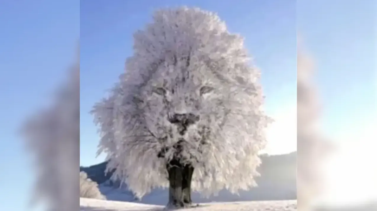 تست شخصیت شناسی امروز | با این تست تصویری جذابیت پنهانت را کشف کن؛ فقط بگو اول شیر دیدی یا درخت برفی؟