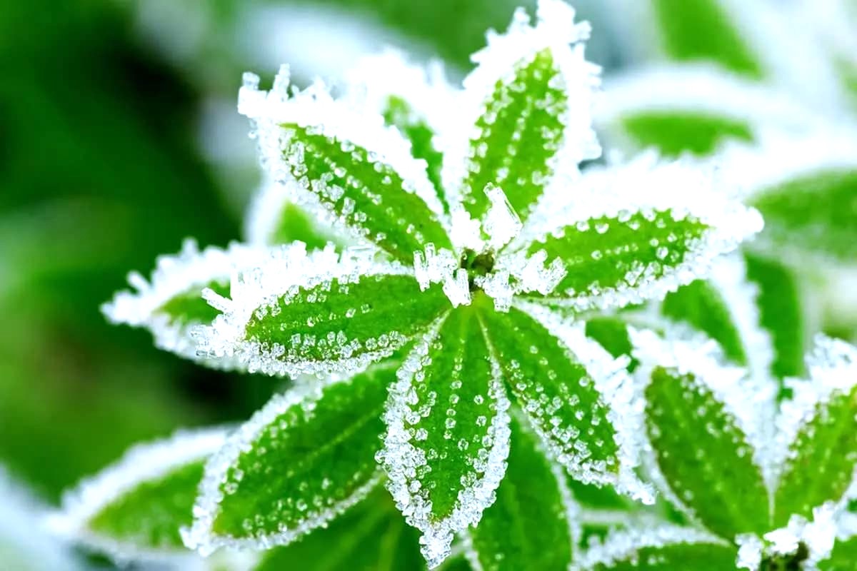 هواشناسی امروز| سرمای کم‌سابقه در انتظار شمال کشور؛ هشدار سرمازدگی باغات در 13 استان