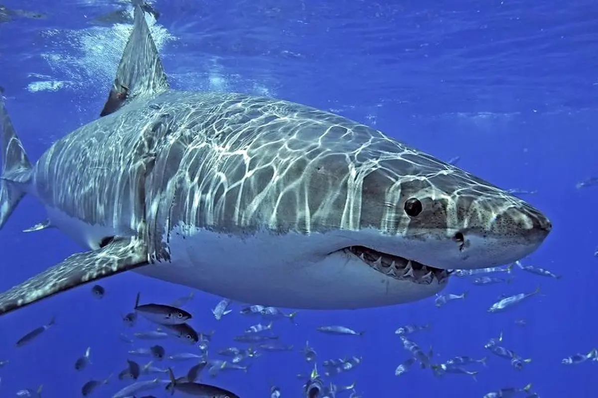 لحظه حمله کوسه به یک ماهیگیر هنگام گرفتن عکس یادگاری+فیلم