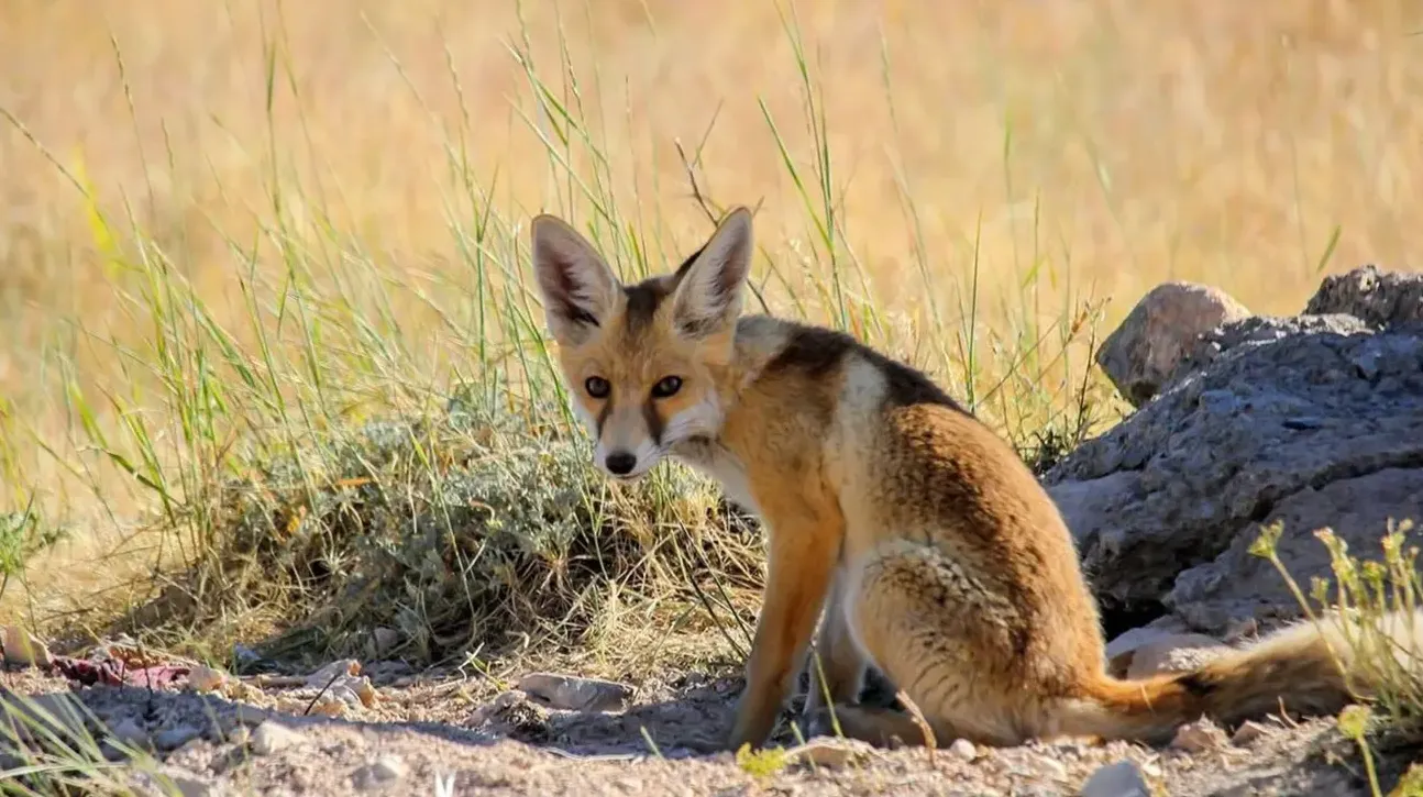 مرگ کودک ۳ ساله همدانی بر اثر حمله روباه‌ هار