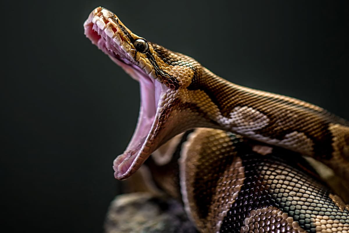 فیلم درگیری دو مار پیتون روی سقف کتابخانه