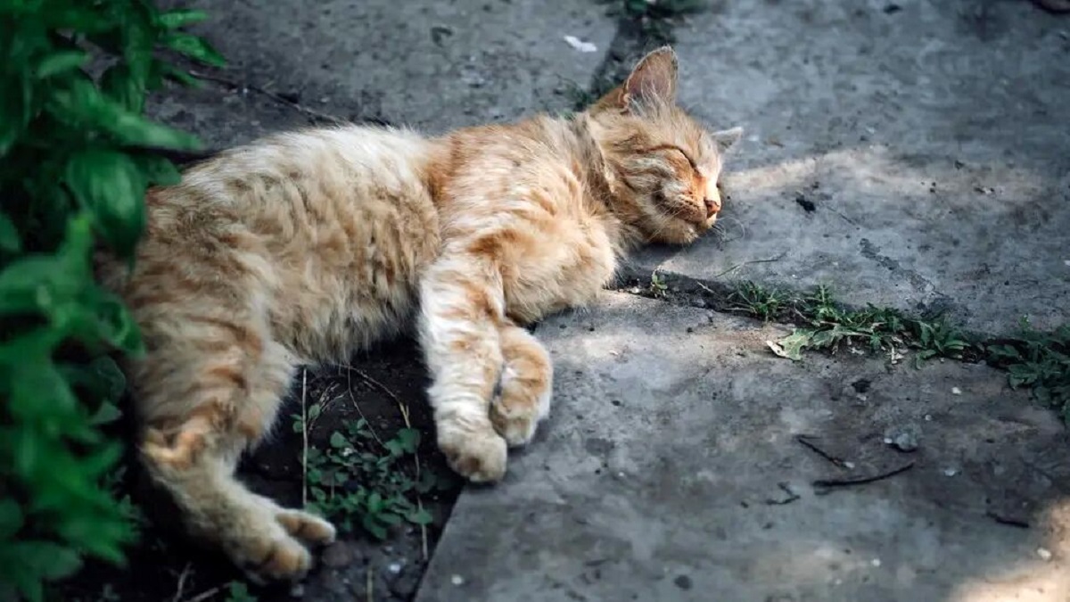 راز علاقه گربه‌ها به لم دادن روی بلوک‌های سیمانی چیست؟