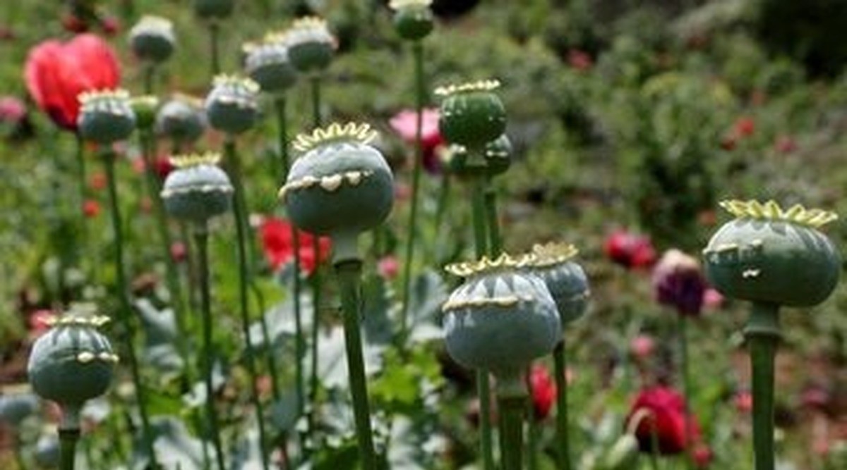 کشت خشخاش در ایران آزاد شد