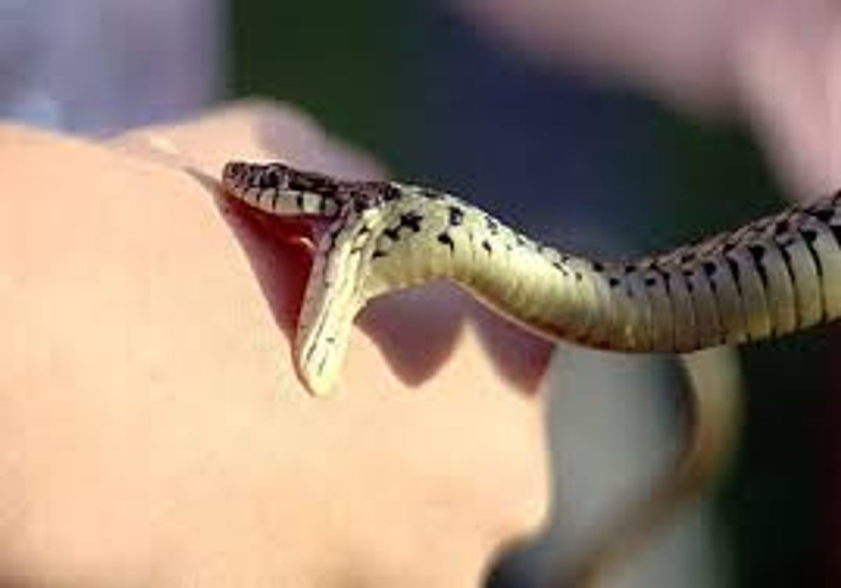 مار مهمان صداوسیما را در پخش زنده نیش زد! + فیلم