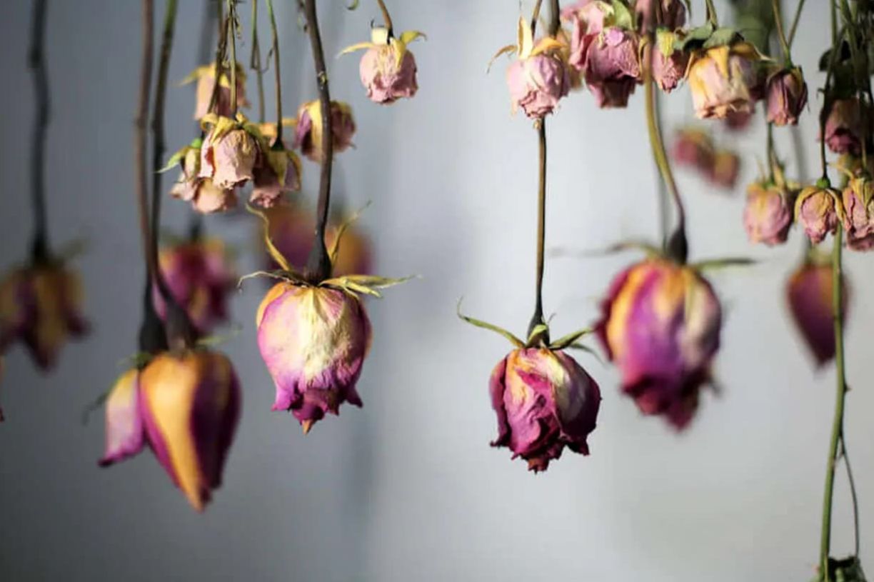 ترفند خانه داری امروز| روش‌های اصولی خشک کردن گل‌های طبیعی مثل گل محمدی