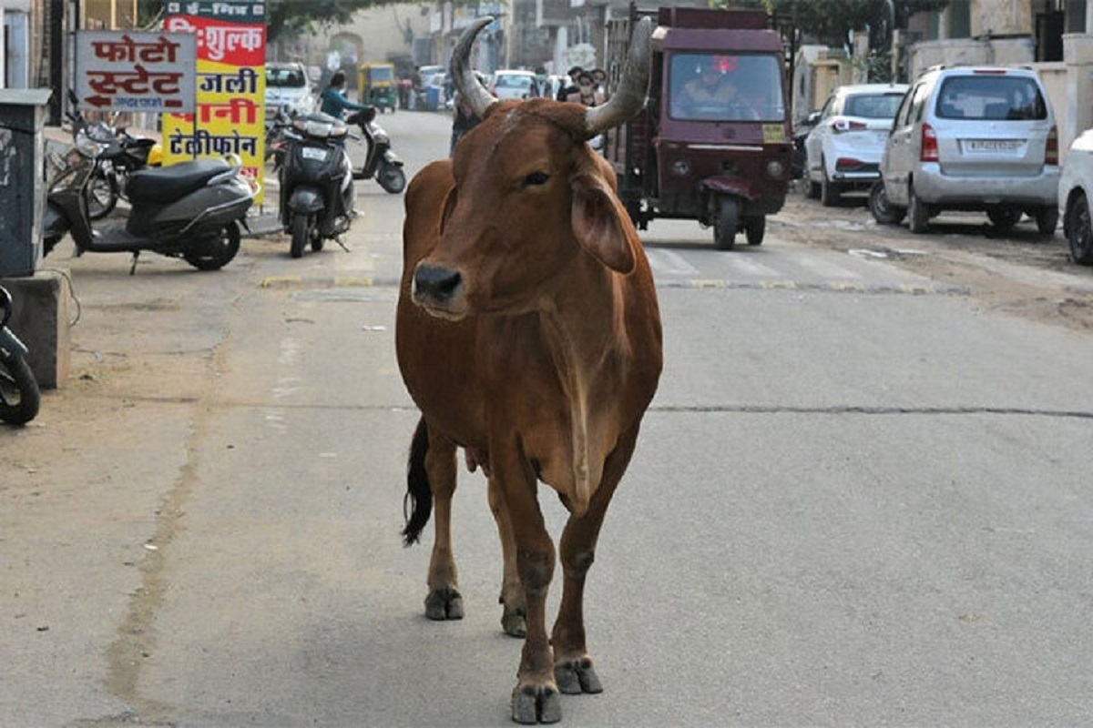 حمله وحشتناک یک گاو به زن موتورسوار در خیابان+فیلم