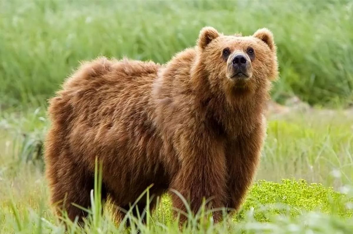 غذارسانی کوهنوردان به خرس‌ قهوه‌ای در قله سبلان+فیلم