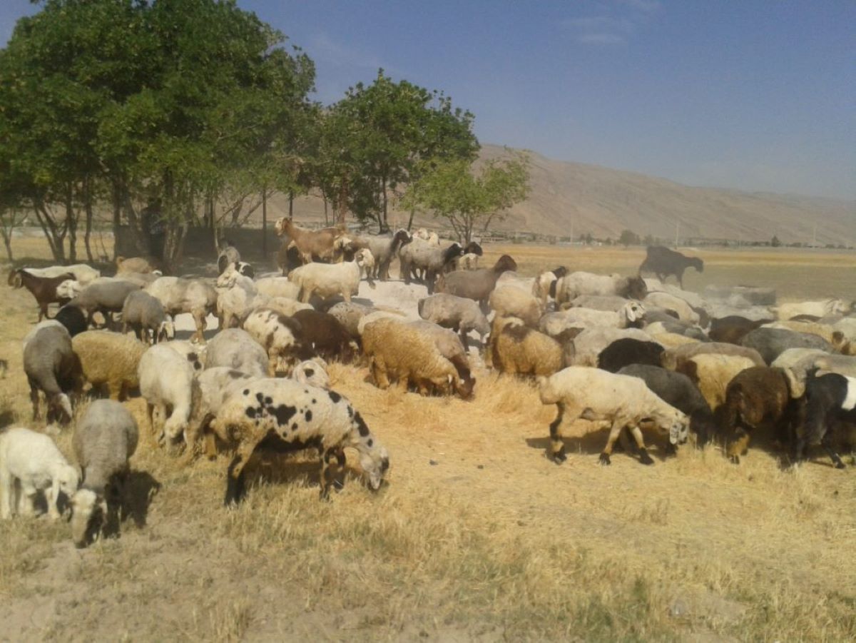 لحظه فرود یک چترباز روی گله گوسفندان+فیلم