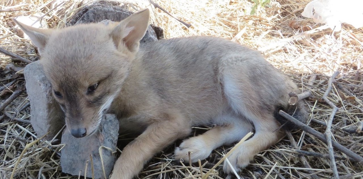 دو توله‌گرگ باستانی که بعد از 14 هزار سال