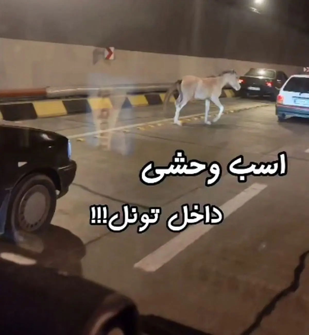 فیلم جولان اسب وحشی در تونل آزادراه تهران ـ شمال!
