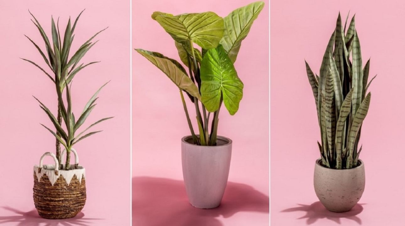 20 نوع از زیباترین گل و گیاهان آپارتمانی که به نور نیازی ندارند