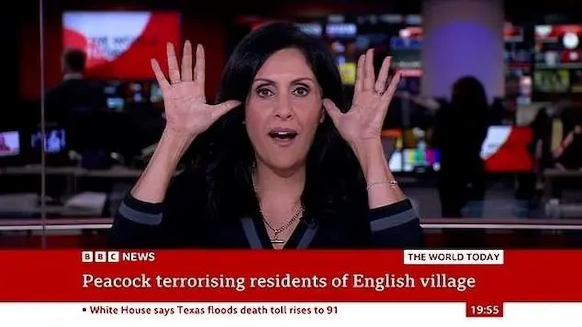 مجری ایرانی بی‌بی‌سی با تقلید صدای طاووس روی آنتن زنده خبرساز شد+فیلم