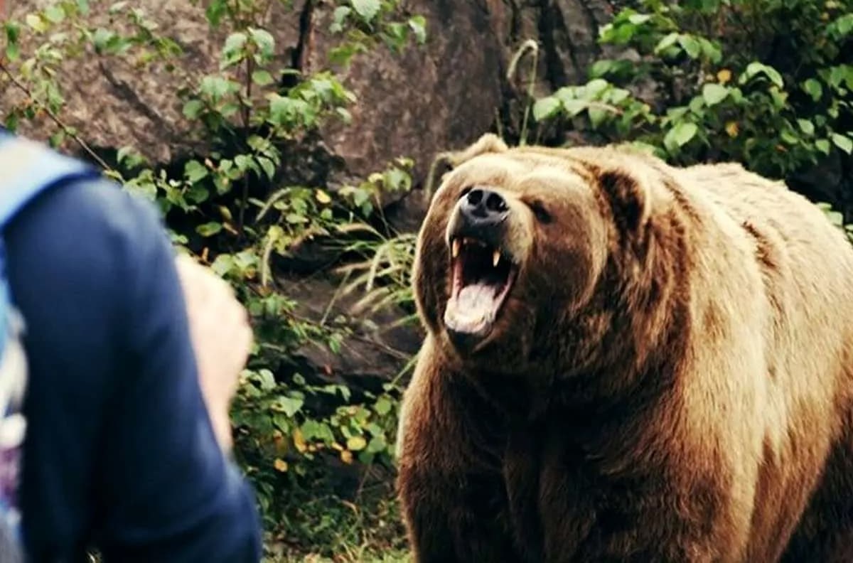 حمله خرس به پسر 16 ساله در بروجن+عکس