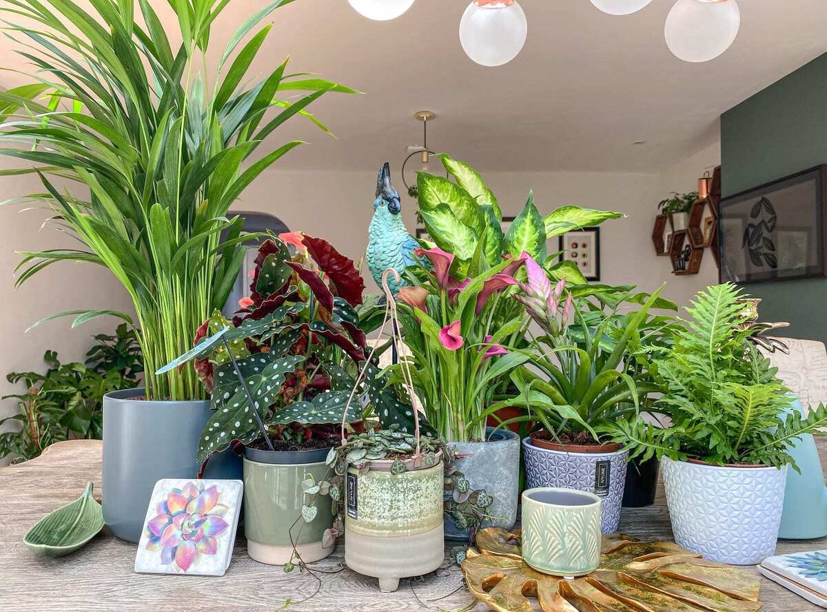 گیاهان خوش شانسی و ثروت | ۸ گیاه آپارتمانی شگفت‌انگیز که به خانه شما خیر و برکت می‌آورند