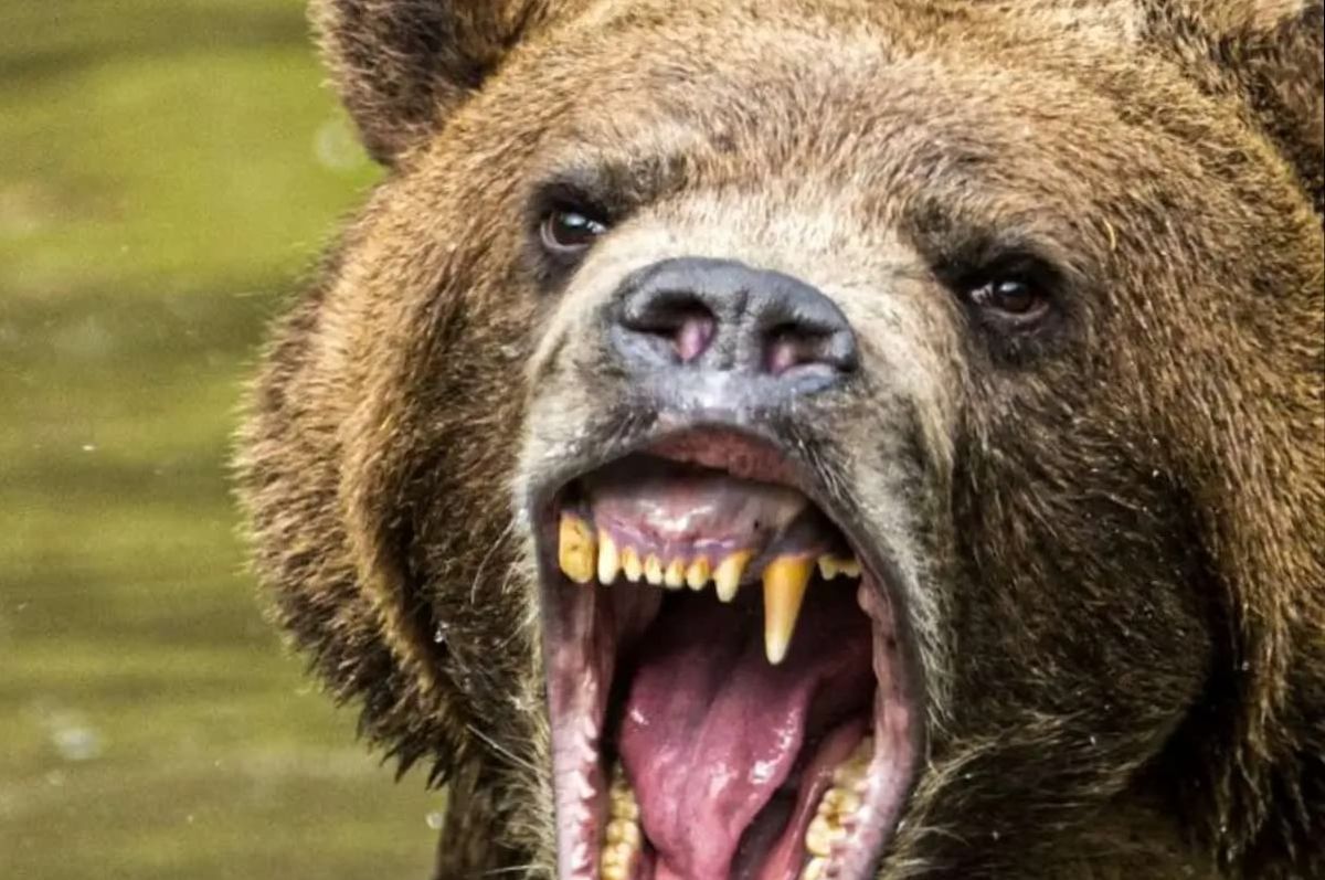 حمله خرس گرسنه به کشاورز کوهرنگی