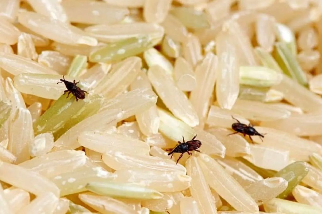 ترفند خانه داری امروز| شپشک برنج را چگونه از بین ببریم؟ روش‌های تضمینی برای نابودی شپشک‌های ریز برنج