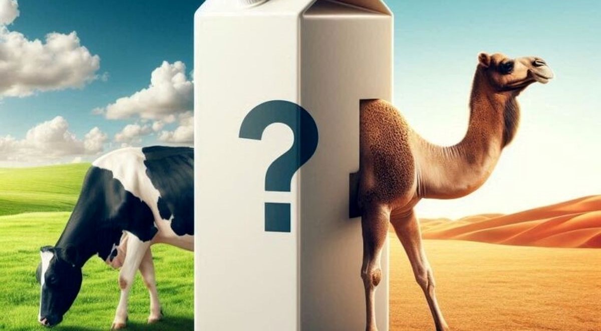 شیر شتر یا شیر گاو؛ کدام‌ یک خواص بیشتری دارد؟