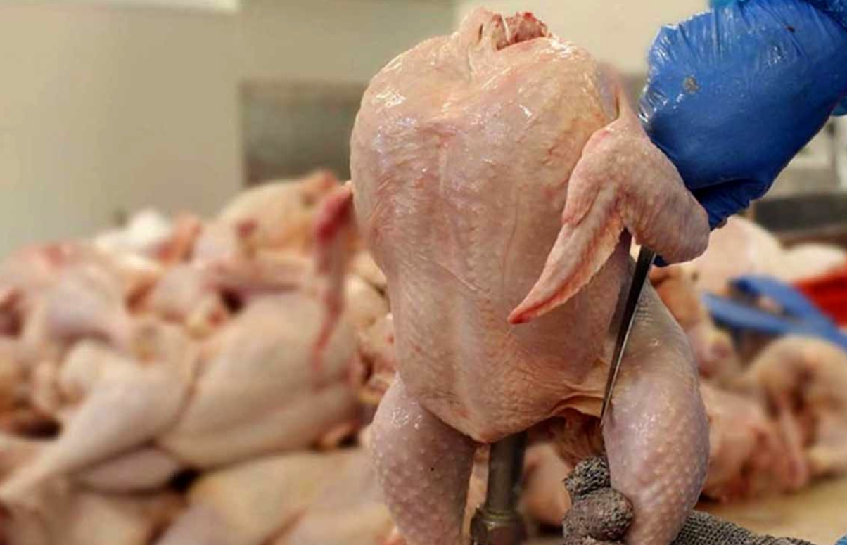 قیمت مرغ 80 هزار تومان شد؛ مرغ ارزان دولتی را از کجا بخریم؟